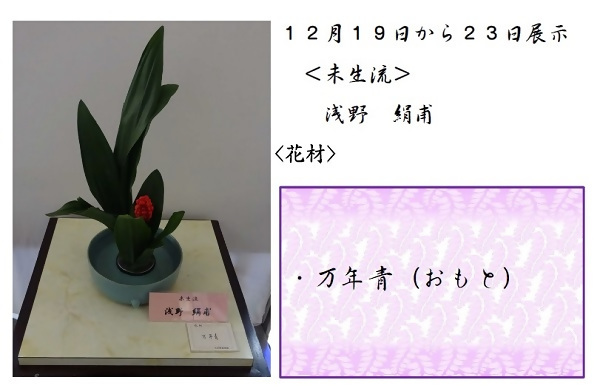 12月19日から23日展示、未生流の浅野先生の作品です。使用花材はおもとです。