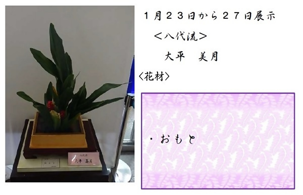 1月23日から27日展示、八代流の大平先生の作品です。使用花材はおもとです。