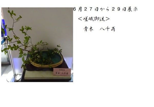 6月27日から29日展示、嵯峨御流の青木先生の作品です。