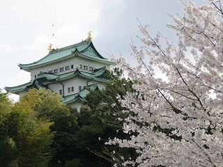 写真:名城公園の桜