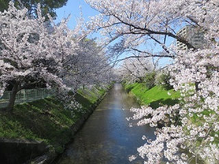 写真:黒川の桜1