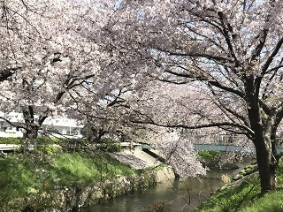 写真:黒川の桜2