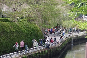 写真:春の黒川清掃