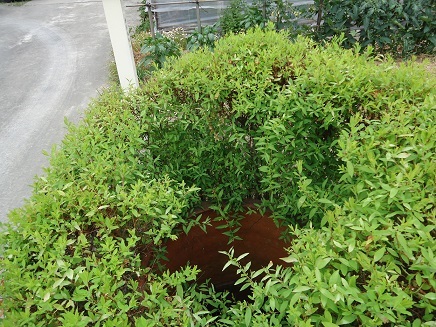 写真:平田城跡の井戸