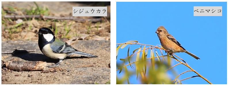 写真：シジュウカラ及びベニマシコ