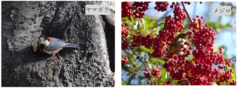 写真：ヤマガラ及びメジロ