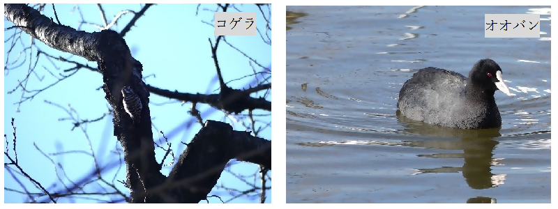写真：コゲラ及びオオバン