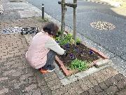 写真:上園町御園通 花植えの様子2