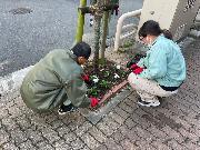 写真:上園町御園通 花植えの様子3