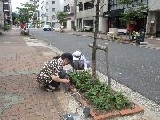 写真:上園町御園通 花植えの様子1