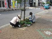 写真:上園町御園通 花植えの様子2