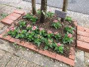 写真:上園町御園通 きれいに植えた様子