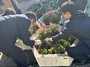 写真:下園公園 花植えの様子3