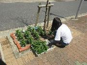写真:花植えの様子1