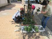 写真:花植えの様子2