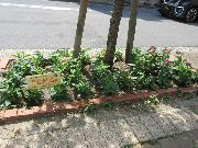 写真:きれいに植えた様子