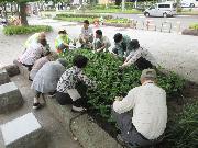 写真:下園公園花とまちづくりの会の有志の皆さんが、花壇に色とりどりの花を植えている様子