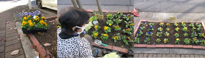 写真:上園町御園通 花植の様子