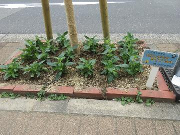 写真:きれいに植えた様子