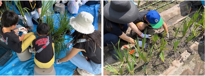 写真:株分け体験の様子