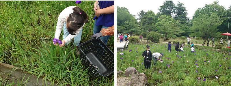 写真:花がら摘み体験の様子