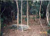 写真：手入れ後の森