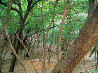 写真：サカキの群落