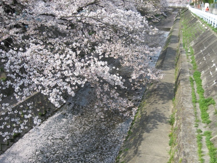 写真:川面を流れるサクラ