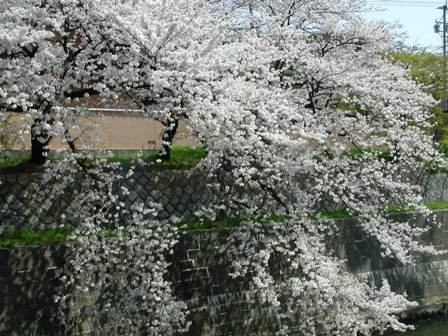 写真:壇渓付近のサクラ