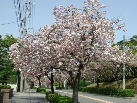 写真:八重桜の並木道