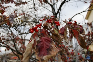 写真：ハナミズキの赤い実