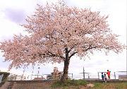 写真：区の木　サクラ