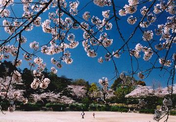 写真:平成16年度さくら大賞受賞作品「春の日」