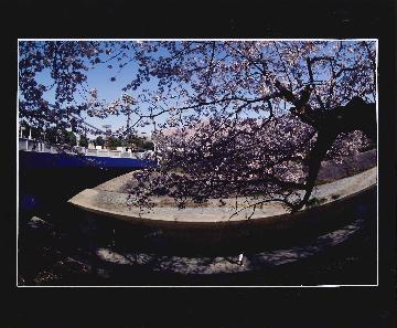 写真:平成18年度さくら大賞受賞作品「桜道」
