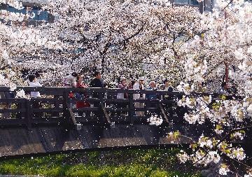 写真:平成19年度さくら大賞受賞作品「春風」