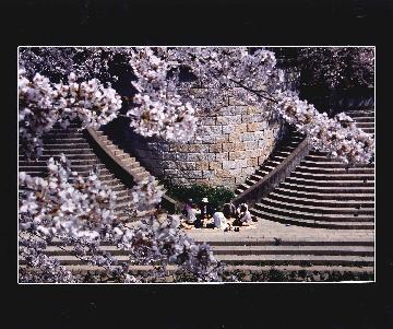 写真:平成20年度さくら大賞受賞作品「晴れ舞台」