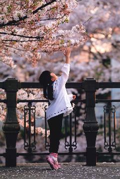 写真:平成21年度さくら大賞受賞作品「桜さん、私の上に降ってきて!」