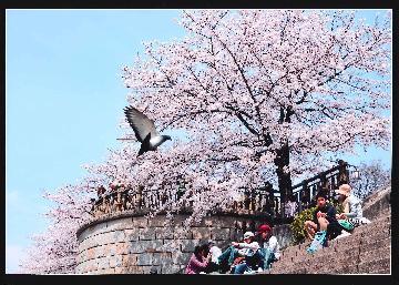 写真:平成22年度さくら大賞受賞作品「春うらら」