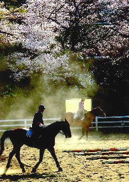 写真:平成23年度さくら大賞受賞作品「春風」