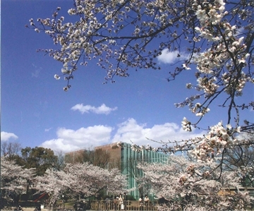 写真:平成24年度さくら大賞受賞作品「春風」