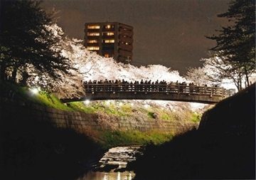 写真:平成25年度さくら大賞受賞作品「絶景夜桜」