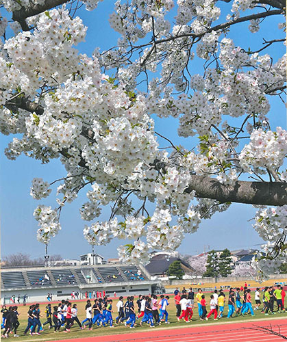 写真:平成27年度さくら大賞受賞作品「桜広場」