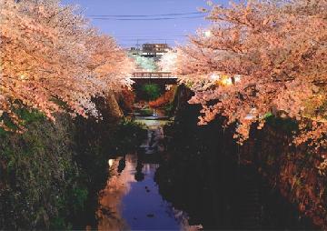 写真:平成28年度さくら大賞受賞作品「夜桜」