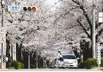 写真:平成29年度さくら大賞受賞作品「春の通り道」