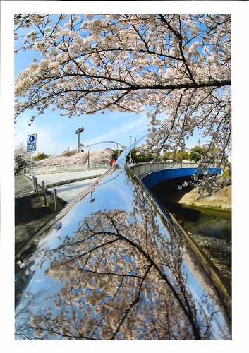 写真:平成30年度さくら大賞受賞作品「桜花映る瑞穂橋」