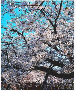 写真:令和元年度さくら大賞受賞作品「桜花映る瑞穂橋」