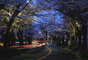 写真:令和2年度さくら大賞受賞作品「とばりの降る頃」