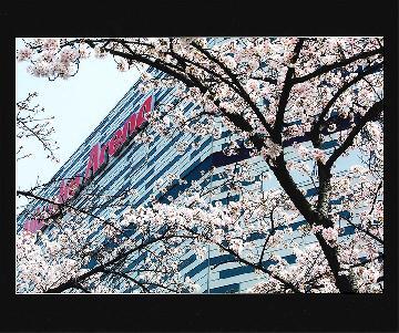 写真:令和3年度さくら大賞受賞作品「祝い桜」