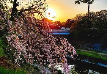 写真:令和4年度さくら大賞受賞作品「夕桜」
