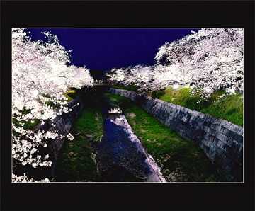 画像:令和5年度のさくら大賞の写真